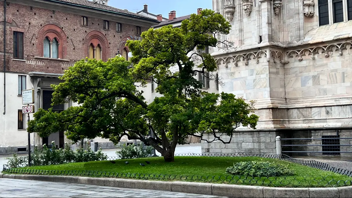 Albero piantato sul retro del Duomo a fianco dell'Arcivescovado